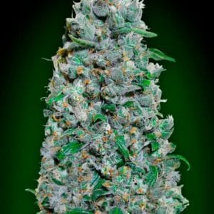 Afghan Mass Auto