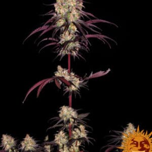 Ayahuasca Purple