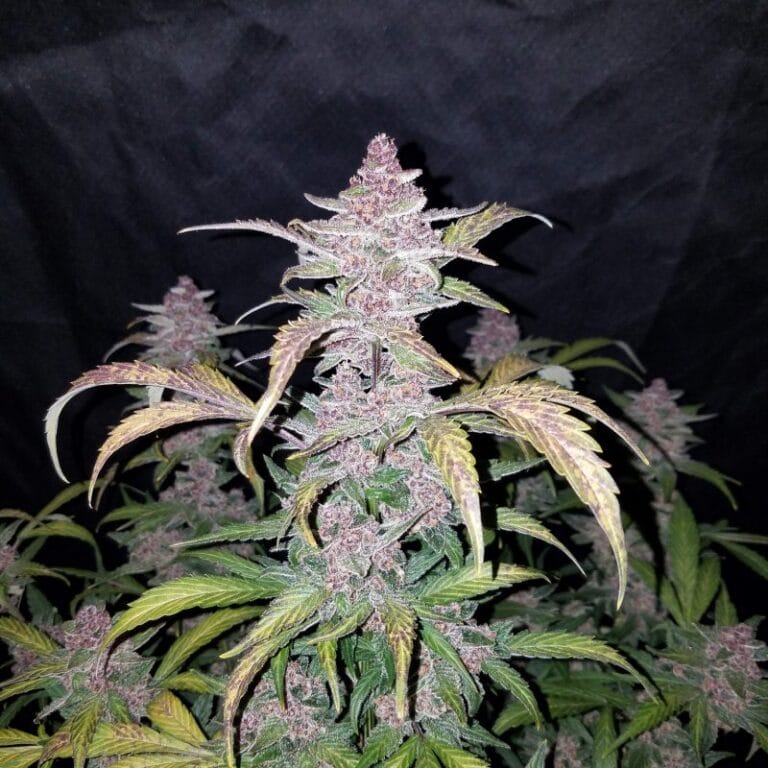 Blackberry Auto 1