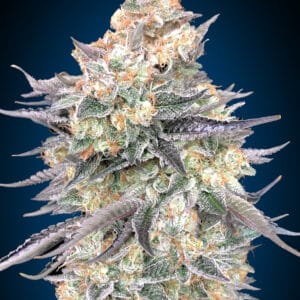 Blue Dream Fotoperíodo