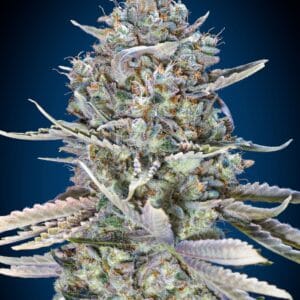 Blue Dream Fast