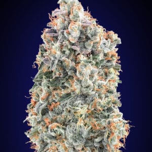 Blueberry Auto