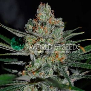 AFGHAN KUSH