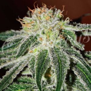 BLACK RUSSIAN