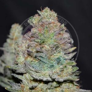 DELICIOUS COOKIES AUTO