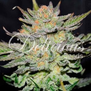 AUTO BLUE ACE CBD