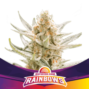 Rainbows Feminizada
