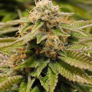 GORILLA KUSH “Gorilla Glue #4 x SFV (OG Kush)” FOT.FEMINIZADA – SANTA SEMENTE BR