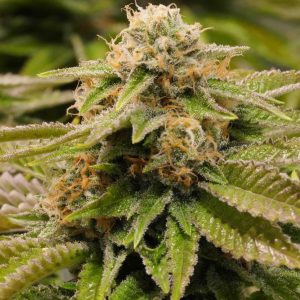 GORILLA KUSH “Gorilla Glue #4 x SFV (OG Kush)” Fotoperíodo Feminizada – LatitudSurSeeds