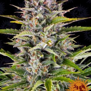 Gorilla Zkittlez – Auto – BARNEYS FARM