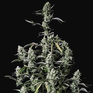 Gorilla Zkittlez Auto – FASTBUDS