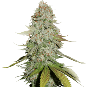 GORILLA GLUE – FOT.FEMINIZADA – SANTA SEMENTE BR