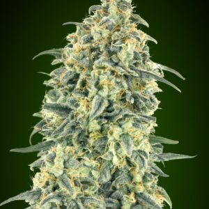White Widow XXL Auto