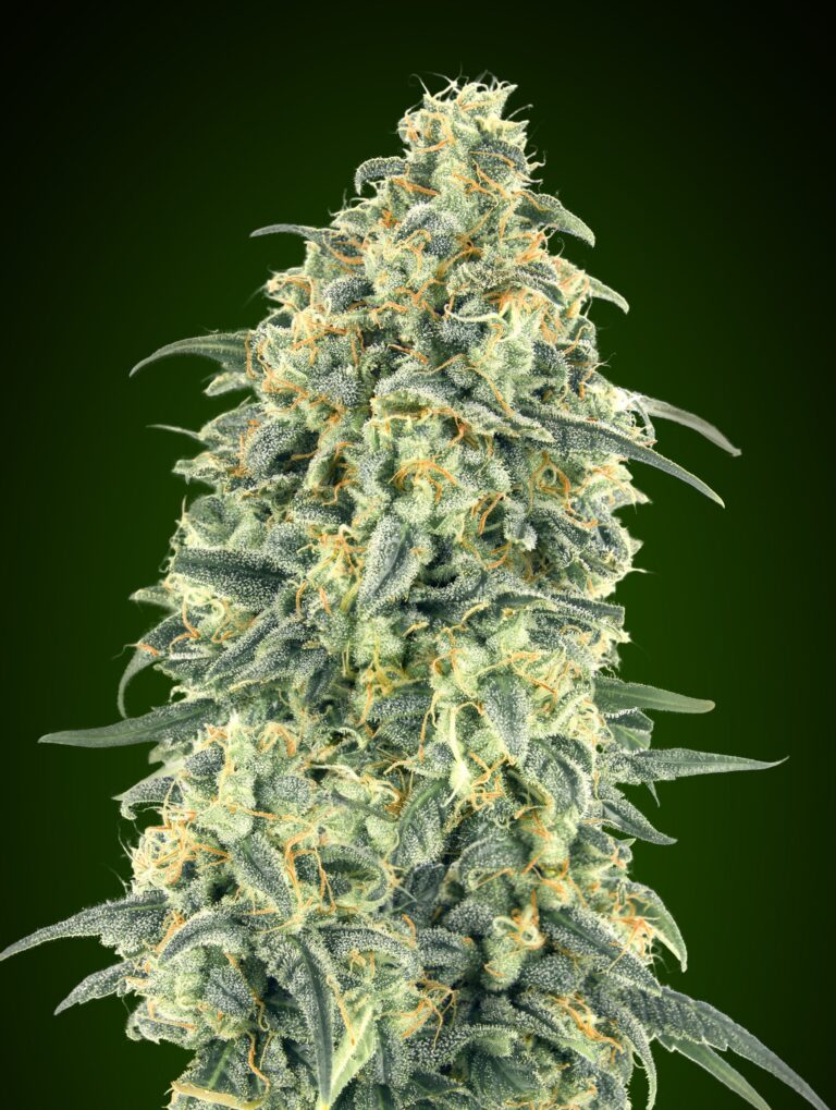 Auto-White-Widow-XXL-scaled-1
