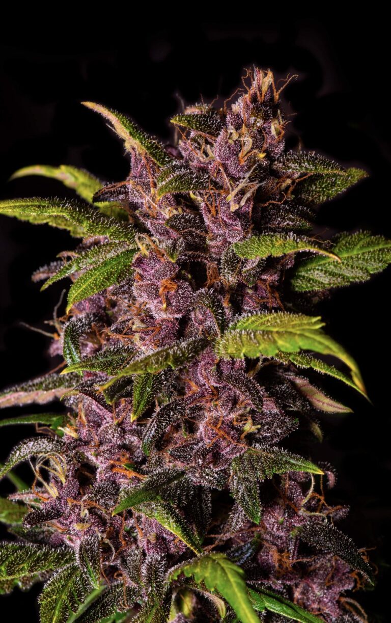 CRYSTAL METH – Auto – SANTA SEMENTE BR 1