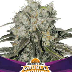 Double Cookies Auto – BSF