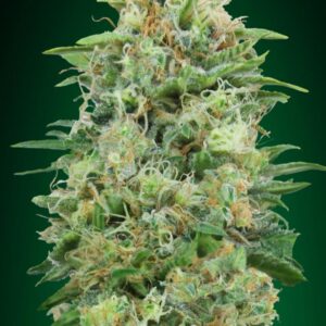 White Widow CBD Fotoperíodo