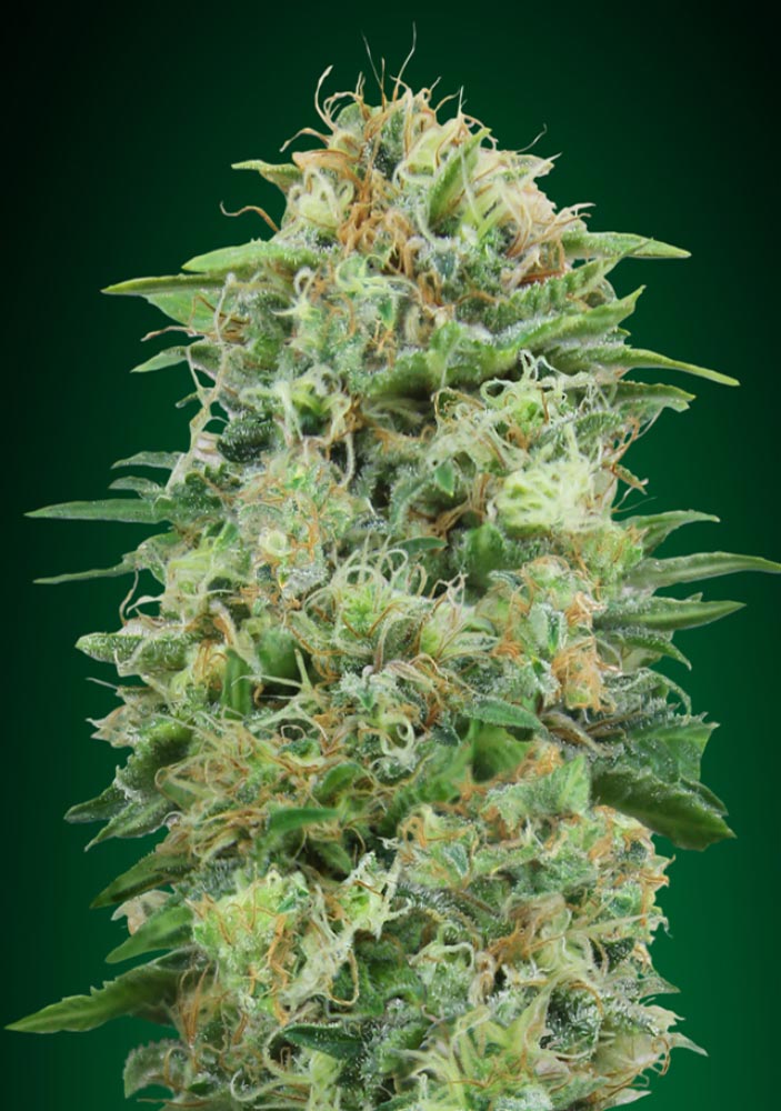 White-Widow-CBD