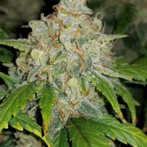 Zkittlez Auto - FASTBUDS