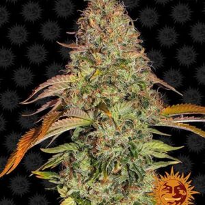 Zkittlez OG