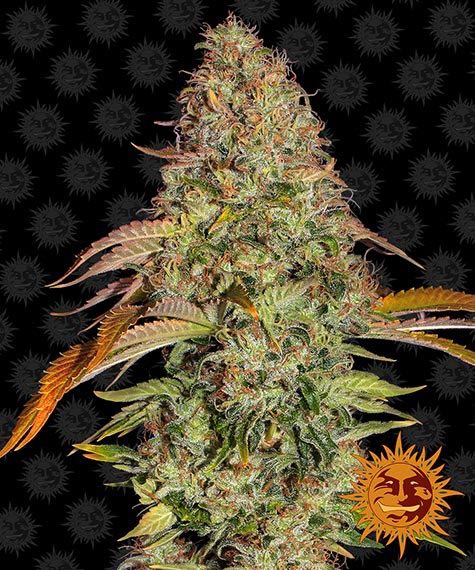 Zkittlez-OG-Auto