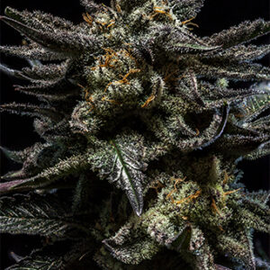 ZOMBIE KUSH FEMINIZADA