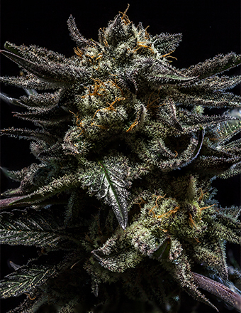 Zombie-Kush-Semillas