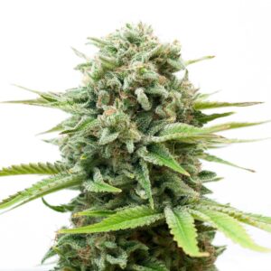 WHITE WIDOW Feminizada
