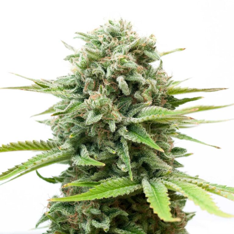 white-widow-feminizada