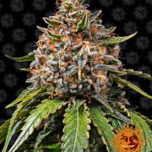 White Widow XXL  Feminizada