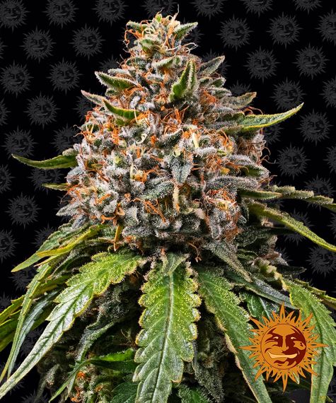 white-widow-xxl_circle_new_21_832789