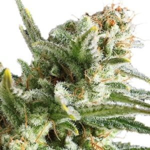 WIDONESIA “White Widow X Amnesia Haze”