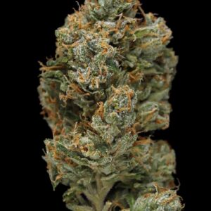 ZOMBIE OG