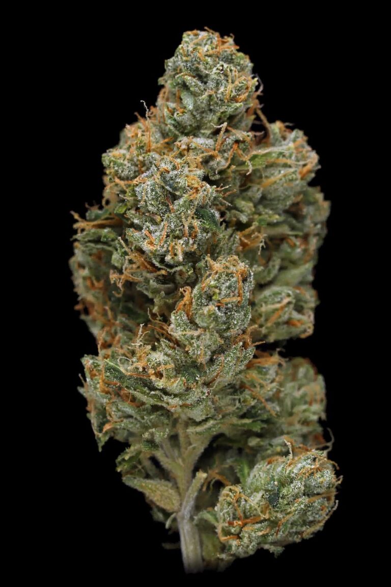 zombie-og-07